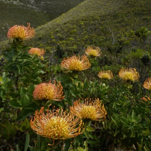 Leucospermum cordifolium